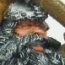 Dwarf Hammerer