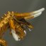 Horned Felldrake